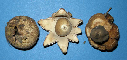 Geastrum saccatum .